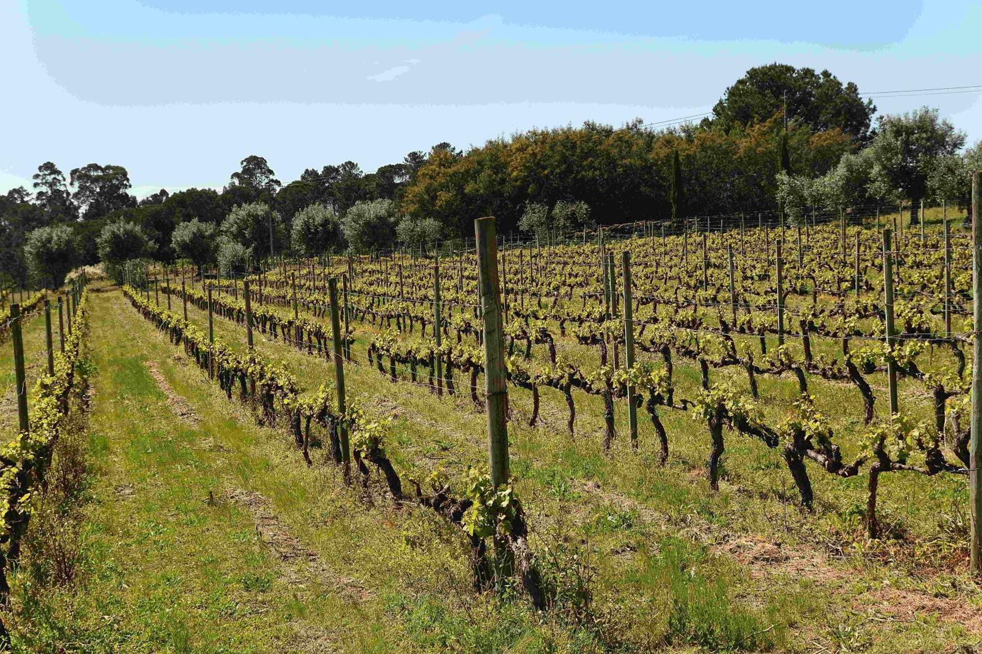Quinta Da Fata Villa Nelas Eksteriør bilde