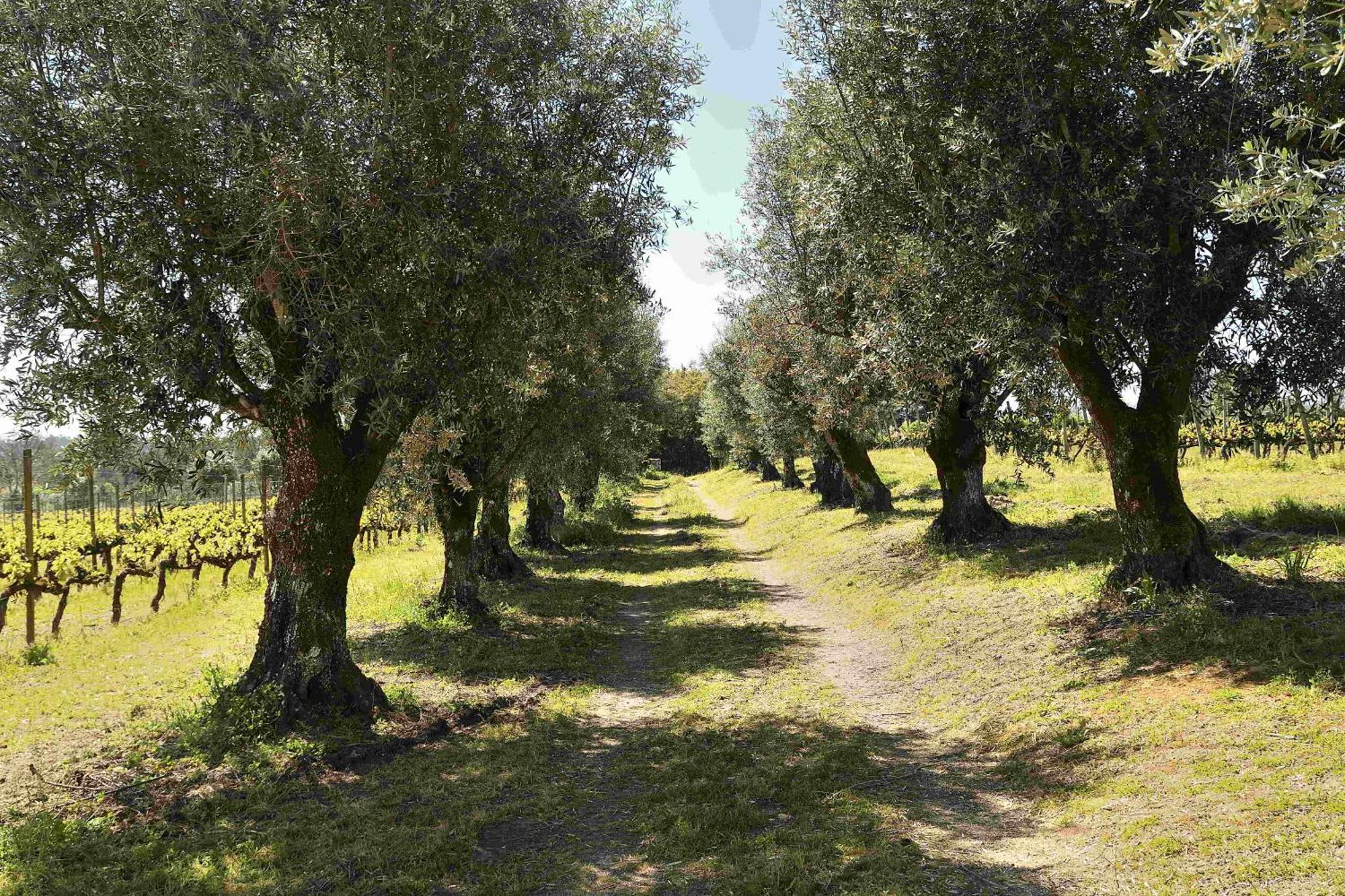 Quinta Da Fata Villa Nelas Eksteriør bilde